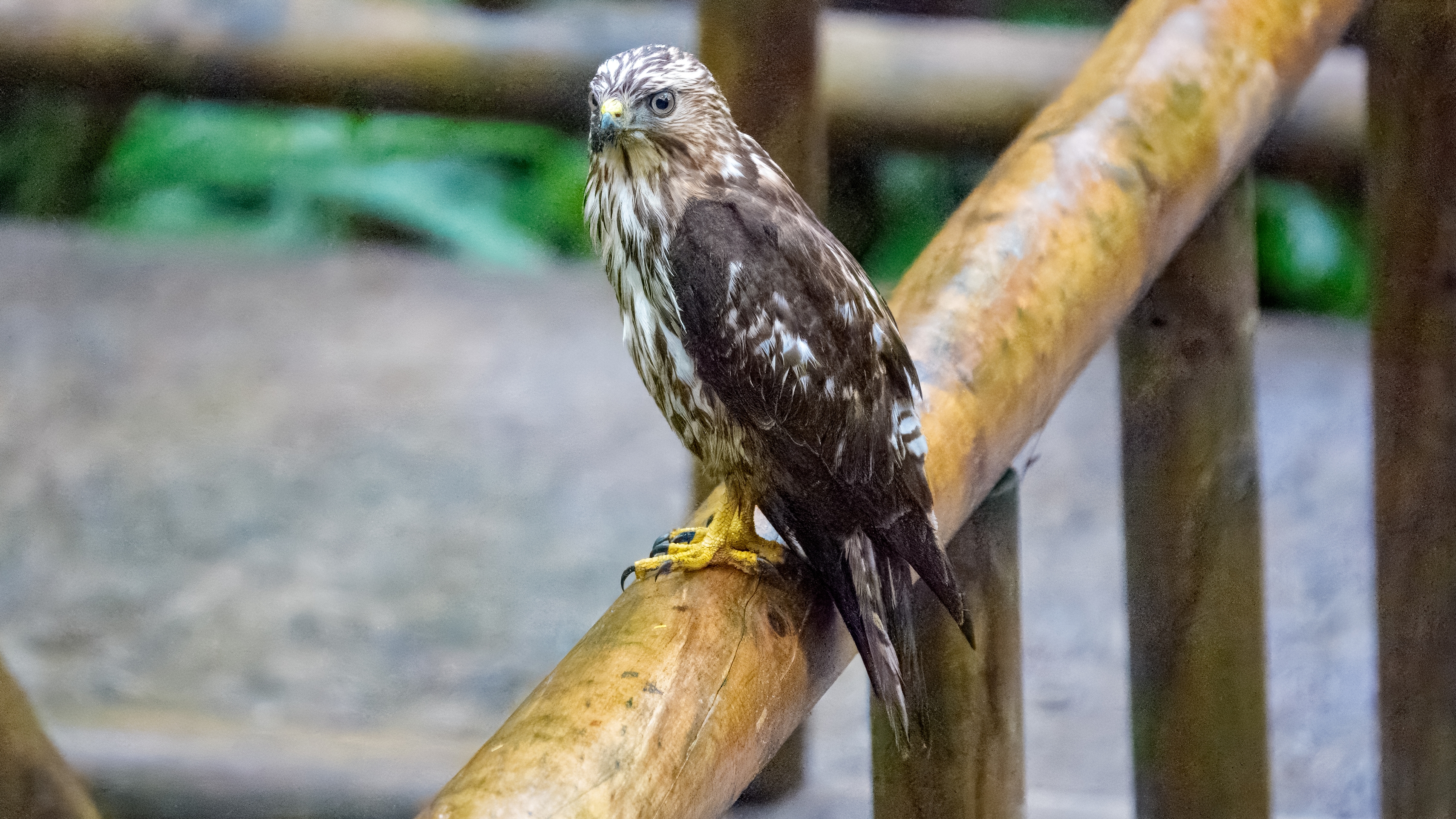 Der Breitflügelbussard (Buteo platypterus) ist ein kleiner, aber kompakt und robust wirkender Greifvogel der Gattung Buteo innerhalb der Unterfamilie der Habichtartigen (Accipitridae). Er erscheint in einer hellen Farbmorphe und einer dunklen. Dunkelmorphige Vögel, deren Gefieder fast zeichnungslos schwarzbraun erscheint, sind jedoch sehr selten. Obwohl der Breitflügelbussard eine charakteristische Art der südostkanadischen und ostamerikanischen Laub- und Mischwälder ist, ist über die Biologie, der während der Brutzeit sehr verborgen und heimlich lebenden Art, wenig bekannt. Der Breitflügelbussard ist mit einer Länge von 34 – 44 Zentimetern ein kleiner Vertreter der Gattung. Er ist wesentlich kleiner als der in Mitteleuropa sehr häufige Mäusebussard, dem er in vielen Färbungsdetails des Oberseitengefieders ähnelt. Seine Körpermasse schwankt, abhängig von Geschlecht, Jahreszeit und Ernährungszustand, zwischen 265 und 560 Gramm. Seine Größe und sein Gewicht entsprechen etwa denen einer Saatkrähe.
